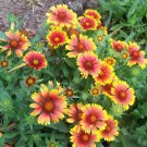 100 Seeds ARIZONA SUN GAILLARDIA Pulchella Indain Blanket Flower (Seeds)