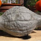 30 Seeds BLUE HUBBARD SQUASH New England Buttercup Cucurbita Pepo Vegetable (Seeds) 30 Seeds BLUE HUBBARD SQUASH New England Buttercup Cucurbita Pepo Vegetable (Seeds)
