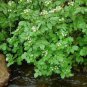 1000 Seeds Fine Curled PEPPERGRASS PEPPERCRESS WATERCRESS Lepidium Sativum (Seeds)