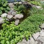 1000 Seeds Fine Curled PEPPERGRASS PEPPERCRESS WATERCRESS Lepidium Sativum (Seeds)