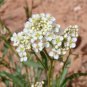 1000 Seeds Fine Curled PEPPERGRASS PEPPERCRESS WATERCRESS Lepidium Sativum (Seeds)