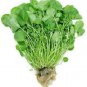 1000 Seeds Fine Curled PEPPERGRASS PEPPERCRESS WATERCRESS Lepidium Sativum (Seeds)