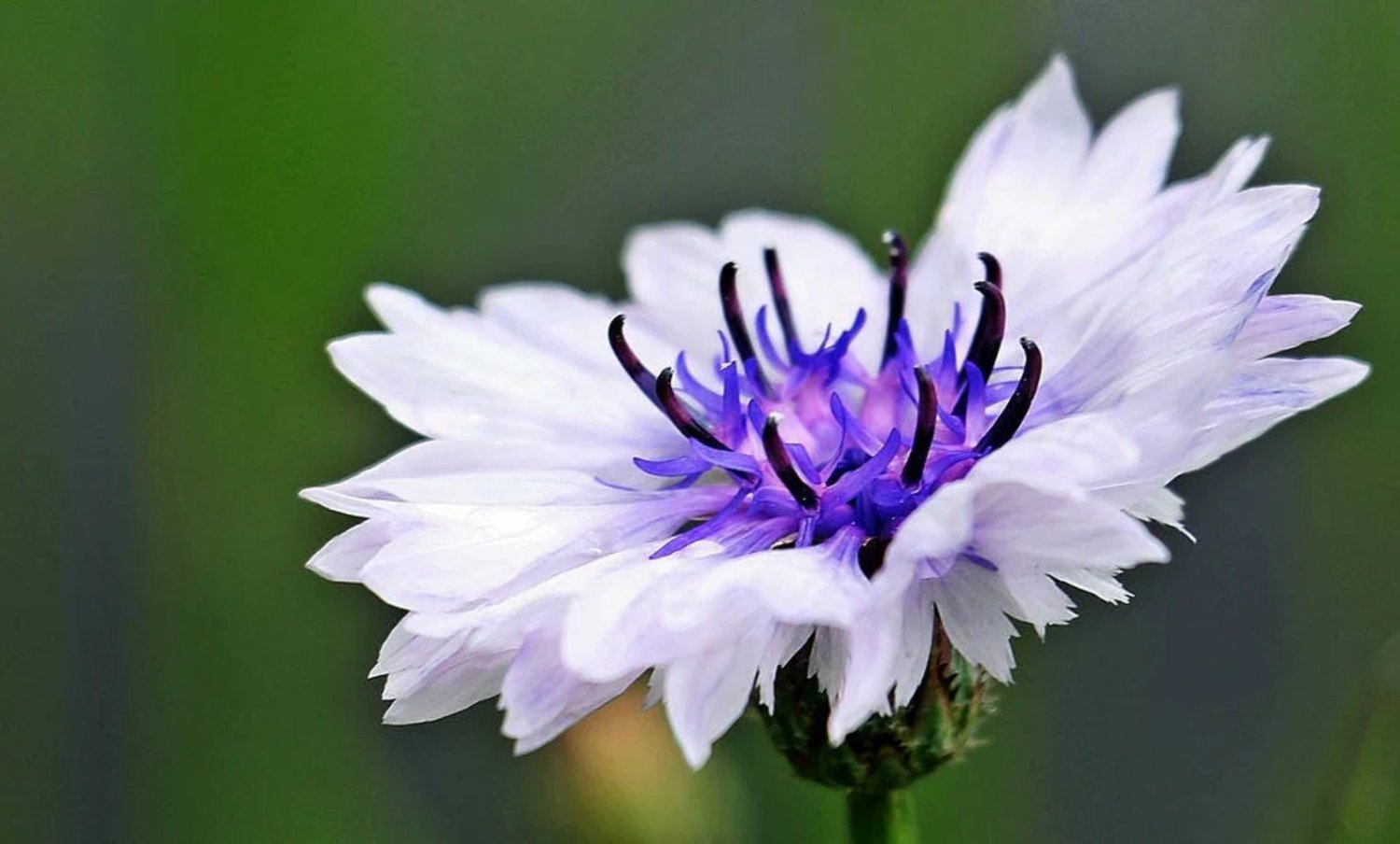 750 Seeds White BACHELOR'S BUTTON / CORNFLOWER Centaurea Cyanus Flower (Seeds)