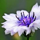 750 Seeds White BACHELOR'S BUTTON / CORNFLOWER Centaurea Cyanus Flower (Seeds)