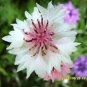 750 Seeds White BACHELOR'S BUTTON / CORNFLOWER Centaurea Cyanus Flower (Seeds)
