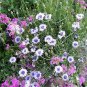 750 Seeds White BACHELOR'S BUTTON / CORNFLOWER Centaurea Cyanus Flower (Seeds)