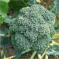 1000 Seeds EARLY Fall RAPINI BROCCOLI Raab Rabe Brocoletti Brassica Vegetable (Seeds)