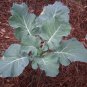 1000 Seeds EARLY Fall RAPINI BROCCOLI Raab Rabe Brocoletti Brassica Vegetable (Seeds)