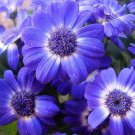 200 Seeds Purple Mix SWAN RIVER DAISY Brachyscome Iberidifolia Flower (Seeds) 200 Seeds Purple Mix SWAN RIVER DAISY Brachyscome Iberidifolia Flower (Seeds)