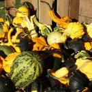 30 Seeds MIXED GOURD Lagenaria Siceraria (Seeds)