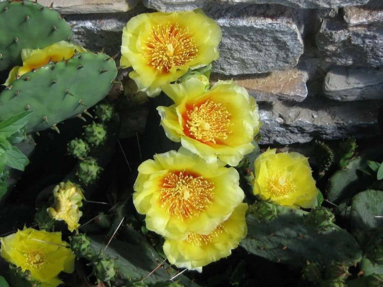 10 Seeds Yellow PRICKLY PEAR CACTUS Opuntia Ficus-Indica Flower (Seeds)