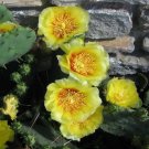 10 Seeds Yellow PRICKLY PEAR CACTUS Opuntia Ficus-Indica Flower (Seeds) 10 Seeds Yellow PRICKLY PEAR CACTUS Opuntia Ficus-Indica Flower (Seeds)