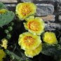 10 Seeds Yellow PRICKLY PEAR CACTUS Opuntia Ficus-Indica Flower (Seeds)