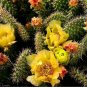 10 Seeds Yellow PRICKLY PEAR CACTUS Opuntia Ficus-Indica Flower (Seeds)