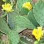 10 Seeds Yellow PRICKLY PEAR CACTUS Opuntia Ficus-Indica Flower (Seeds)