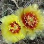 10 Seeds Yellow PRICKLY PEAR CACTUS Opuntia Ficus-Indica Flower (Seeds)