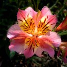 200 Seeds Mixed Color BUTTERFLY ORCHID Angel Wing Schizanthus Wisetonensis Flower (Seeds)