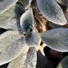 100 Seeds Wolly LAMBS EAR Stachys Byzantina Silvery Fuzzy Leaves Purple Flower (Seeds)