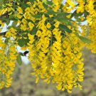25 Seeds SIBERIAN PEASHRUB Caragana Arborescens Peatree Yellow Flower Vegetable (Seeds) 25 Seeds SIBERIAN PEASHRUB Caragana Arborescens Peatree Yellow Flower Vegetable (Seeds)