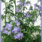 100 Seeds BLUE PEARL POLEMONIUM ( Jacobs Ladder ) Polemonium Caeruleum Flower (Seeds)