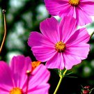 200 Seeds TALL PINK COSMOS Bipinnatus Flower (Seeds)