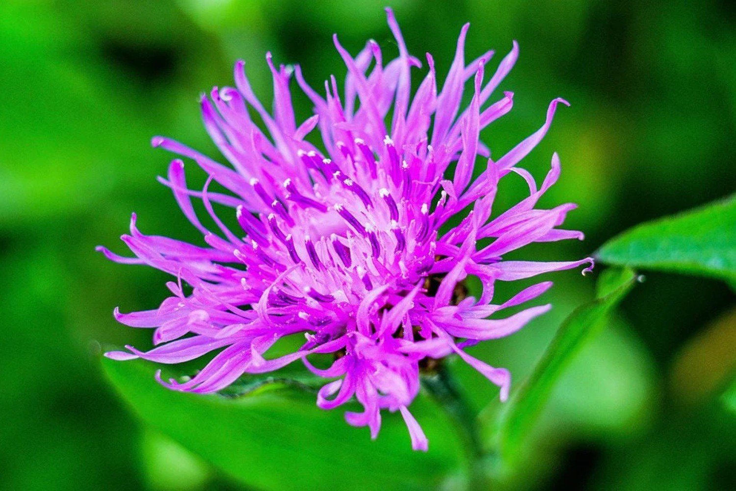1000 Seeds Mixed BACHELORS BUTTON CORNFLOWER Centaurea (Seeds)