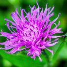 1000 Seeds Mixed BACHELORS BUTTON CORNFLOWER Centaurea (Seeds)