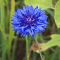 1000 Seeds Mixed BACHELORS BUTTON CORNFLOWER Centaurea (Seeds)