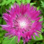 1000 Seeds Mixed BACHELORS BUTTON CORNFLOWER Centaurea (Seeds)