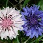 1000 Seeds Mixed BACHELORS BUTTON CORNFLOWER Centaurea (Seeds)