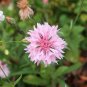 1000 Seeds Mixed BACHELORS BUTTON CORNFLOWER Centaurea (Seeds)