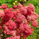 600 Seeds RED YARROW Achillea Millefolium Rubra Flower (Seeds)