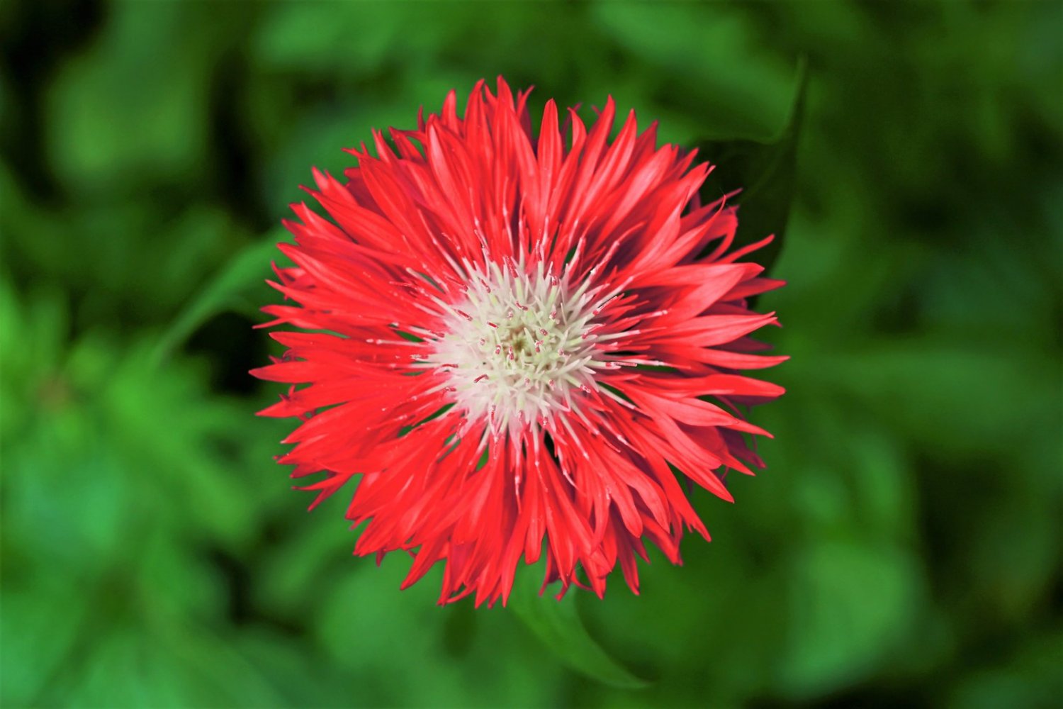 750 Seeds Red BACHELOR'S BUTTON / CORNFLOWER Centaurea Cyanus Flower (Seeds)
