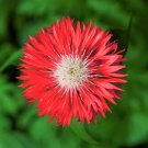 750 Seeds Red BACHELOR'S BUTTON / CORNFLOWER Centaurea Cyanus Flower (Seeds)