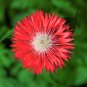750 Seeds Red BACHELOR'S BUTTON / CORNFLOWER Centaurea Cyanus Flower (Seeds)