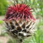 750 Seeds Red BACHELOR'S BUTTON / CORNFLOWER Centaurea Cyanus Flower (Seeds)