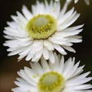 100 Seeds WHITE DOUBLE STRAWFLOWER Helichrysum Monstrosum Flower (Seeds) 100 Seeds WHITE DOUBLE STRAWFLOWER Helichrysum Monstrosum Flower (Seeds)