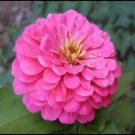 250 Seeds LUMINOSA PINK ZINNIA Elegans Flower (Seeds)