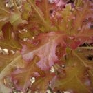 3000 Seeds CIMMARON Red ROMAINE LETTUCE Lactuca Sativa Vegetable (Seeds) 3000 Seeds CIMMARON Red ROMAINE LETTUCE Lactuca Sativa Vegetable (Seeds)