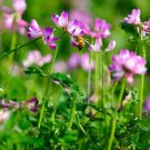 50 Seeds MILK VETCH Astragalus Sinicus Pink Purple Flower Ground Cover Legume (Seeds) 50 Seeds MILK VETCH Astragalus Sinicus Pink Purple Flower Ground Cover Legume (Seeds)