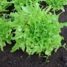 3000 Seeds OAK LEAF LETTUCE Lactuca Sativa Vegetable (Seeds) 3000 Seeds OAK LEAF LETTUCE Lactuca Sativa Vegetable (Seeds)