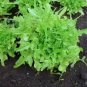 3000 Seeds OAK LEAF LETTUCE Lactuca Sativa Vegetable (Seeds)