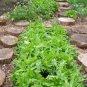 3000 Seeds OAK LEAF LETTUCE Lactuca Sativa Vegetable (Seeds)