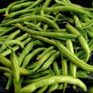 40 Seeds GREEN BEAN PROVIDER Phaseolus Vulgaris Vegetable (Seeds)