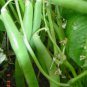 40 Seeds GREEN BEAN PROVIDER Phaseolus Vulgaris Vegetable (Seeds)