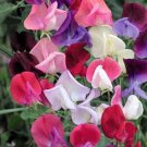 60 Seeds Mixed Colors SWEET PEA ROYAL Family Mix Lathyrus Odoratus Flower Vine (Seeds)