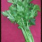 2000 Seeds Cutting LEAF CELERY Apium Graveolens European Chinese Herb (Seeds)