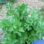 2000 Seeds Cutting LEAF CELERY Apium Graveolens European Chinese Herb (Seeds)