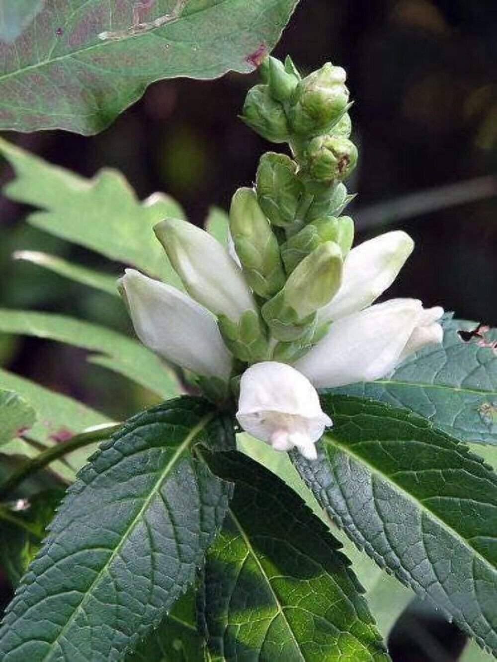 50 Seeds WHITE TURTLEHEAD Chelone Glabra Flower (Seeds)