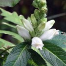 50 Seeds WHITE TURTLEHEAD Chelone Glabra Flower (Seeds)